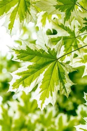 Acer platanoides 'Drummondii' mit Sommerbelaubung; Einsatz: Alleepflegeleicht;;mit zeitnaher Lieferung