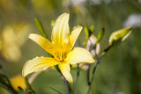 Hemerocallis citrina; hier mit Blüte; lange Blütezeit; Einsatzmöglichkeit z.B. : Staudenbeet;;ab 0,00 Euro