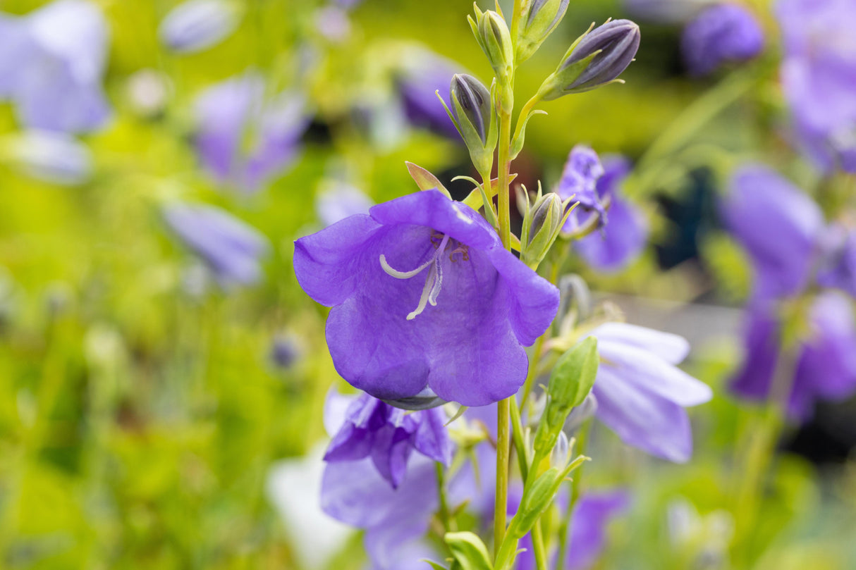 Campanula persicif. , blau mit Blüte; Einsatz: ;;ab 3,30 Euro