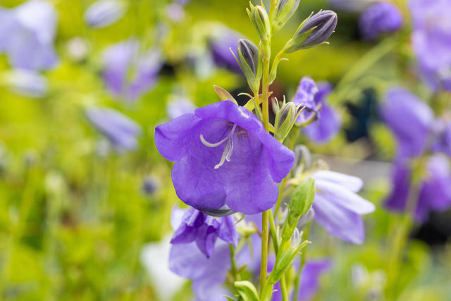 Campanula persicif. , blau mit Blüte; Einsatz: ;;ab 3,30 Euro
