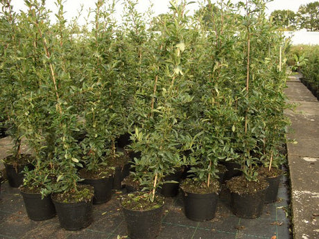 Pyracantha coccinea 'Red Column'; als Pflanze im Beet; nahrungsquelle für Vögel; Einsatzmöglichkeit z.B. : Sichtschutz;;günstig mit Qualität