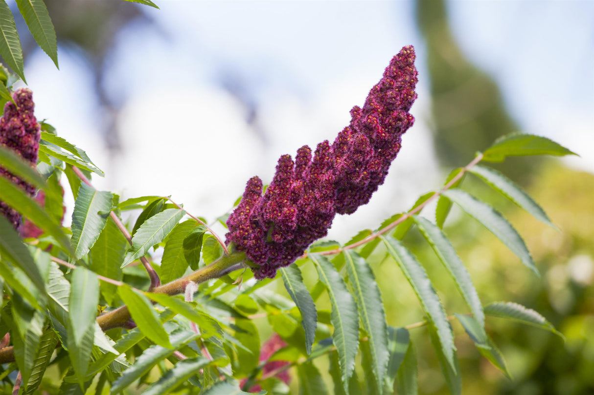 Velvet Sumac mit Blüte; Einsatz: Ziergehölzbienenfreundlich;;Pflanzen vom Profi
