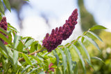 Velvet Sumac mit Blüte; Einsatz: Ziergehölzbienenfreundlich;;Pflanzen vom Profi