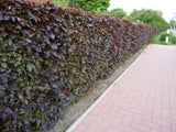 Fagus sylvatica 'Atropurpurea' als Heckedicht wachsend;;mit zeitnaher Lieferung