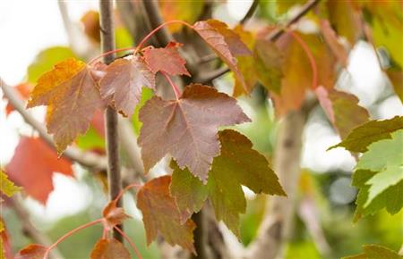 Acer rubrum 'October Glory' mit Sommerbelaubung, erhältlich von 150-200 bis 450-650 cm; Einsatz: ;;ab 151,00 Euro