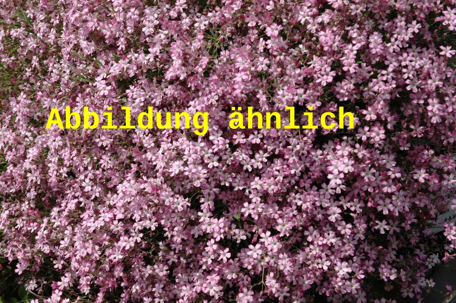 Gypsophila repens 'Rosa Schönheit' (Kriechendes Garten-Schleierkraut)