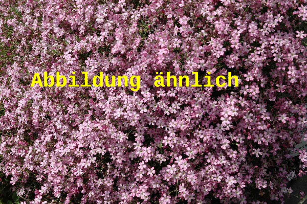 Gypsophila repens 'Rosa Schönheit' (Kriechendes Garten-Schleierkraut)