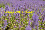 Genaues Foto für Nepeta racemosa folgt; dieses ähnliche Bild dient der Illustration von Traubige Katzenminze