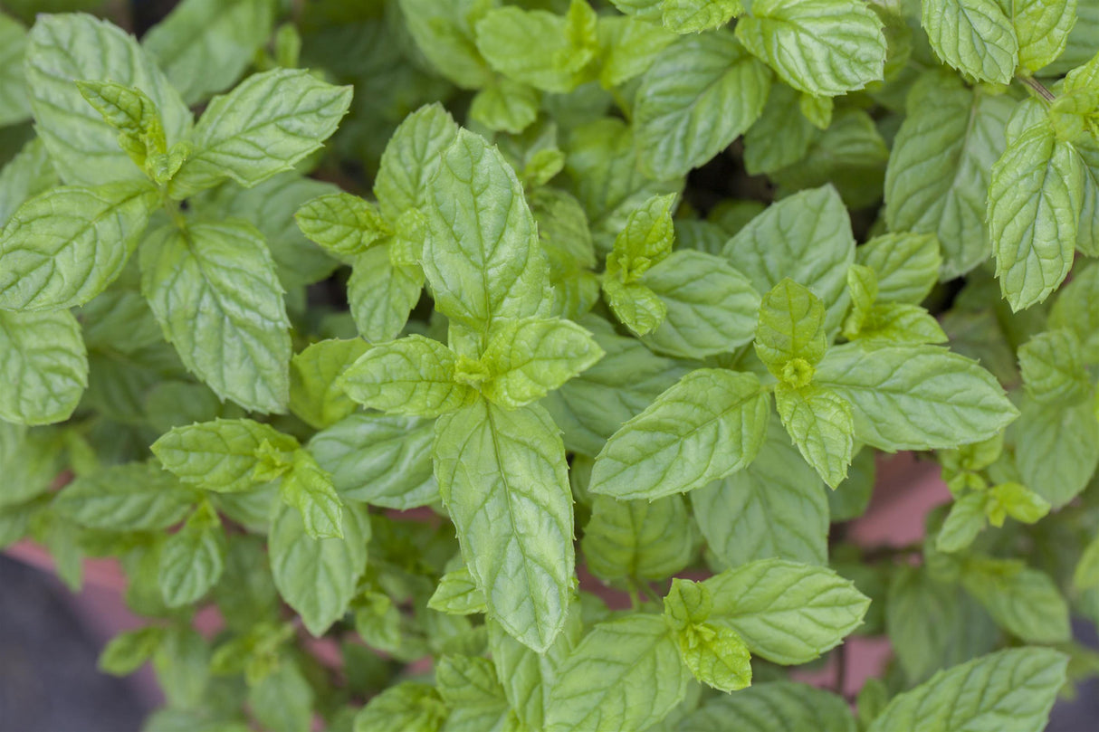 Mentha spicata mit Blüte; Einsatz: ;;ab 3,30 Euro