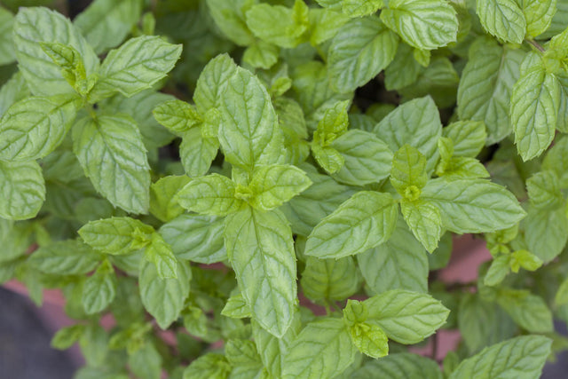 Mentha spicata mit Blüte; Einsatz: ;;ab 3,30 Euro