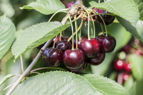 Prunus av. 'Sam' mit Früchten, erhältlich von 150-200 bis 450-650 cm; Einsatz: ;;ab 35,60 Euro