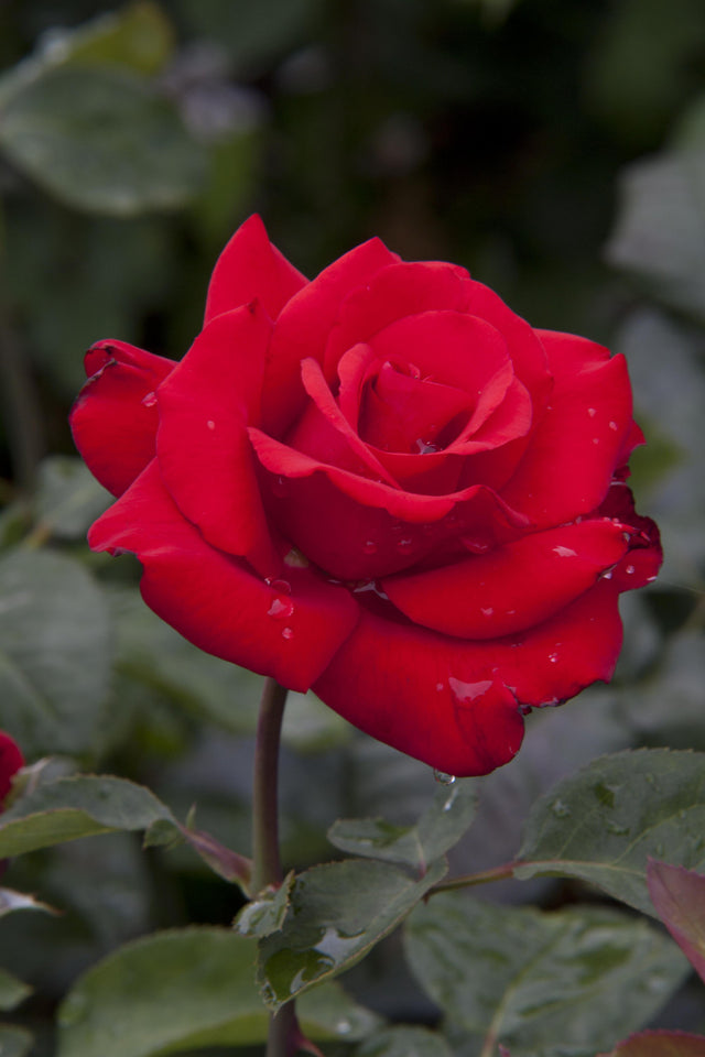 Rosa 'Grande Amore' TH mit Blüte; Einsatz: ;;ab 9,50 Euro