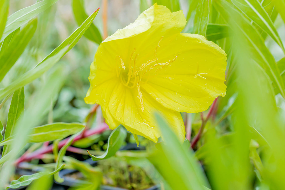 Oenothera macrocarpa mit Blüte; Einsatz: ;;ab 3,75 Euro