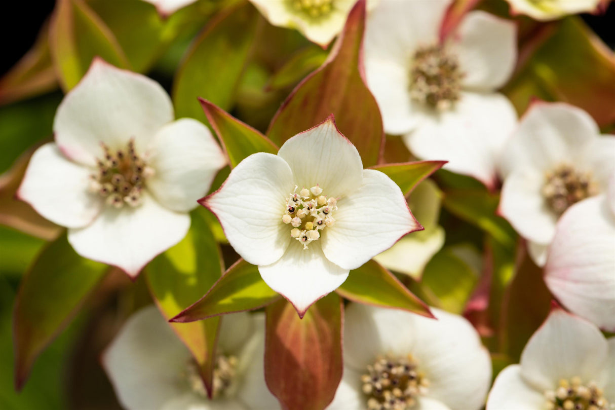 Cornus canadensis mit Blüte; Einsatz: Waldgartenrobust;;ab 8,40 Euro