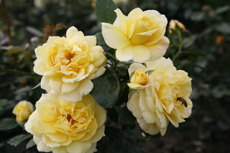 Rosa 'Sunstar' BT mit Blüte; Einsatz: ;;ab 9,50 Euro