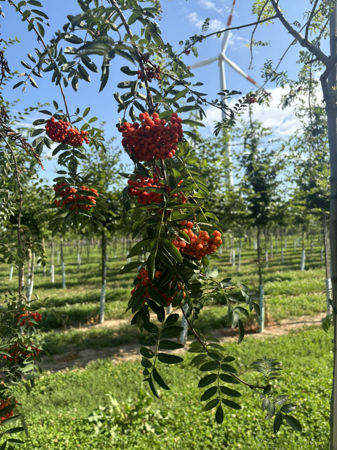 Vogelbeerbaum mit Früchten, erhältlich als: Hochstamm, Sämling, Solitär, Heister, leichte Heister, verschulte Heister; Einsatz: Bienenweidebienenweide;;günstig mit Qualität
