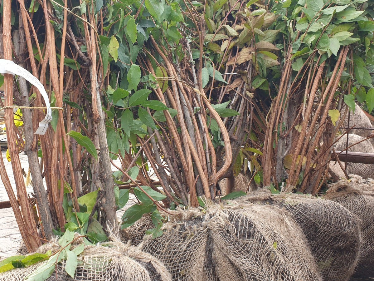 Prachtstrauch; vorbereitet für Versand; schnittverträglich; Einsatzmöglichkeit z.B. : Ziergehölz;;günstig mit Qualität