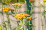 Achillea millefolium 'Terracotta'; hier mit Blüte; trockenheitsverträglich; Einsatzmöglichkeit z.B. : Steingärten;;ab 0,00 Euro