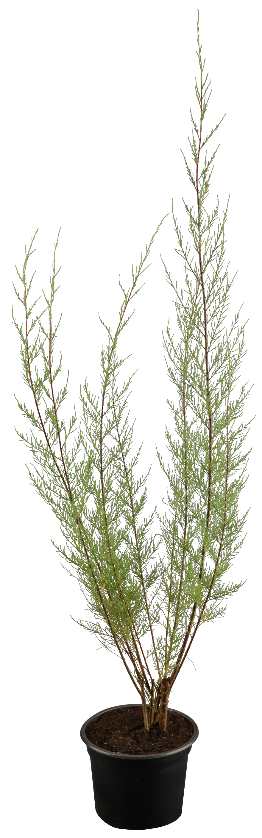 Tamarix tetrandra im Topf, erhältlich von 40-60 bis 60-100 cm; Einsatz: ;;ab 13,70 Euro
