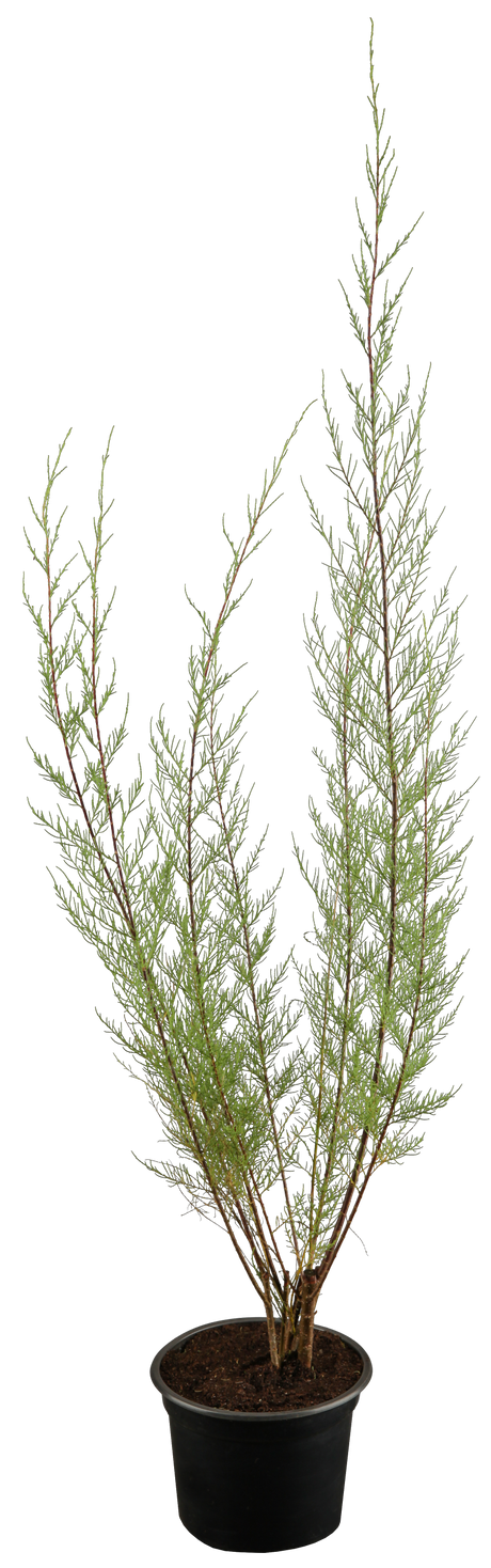 Tamarix tetrandra im Topf, erhältlich von 40-60 bis 60-100 cm; Einsatz: ;;ab 13,70 Euro