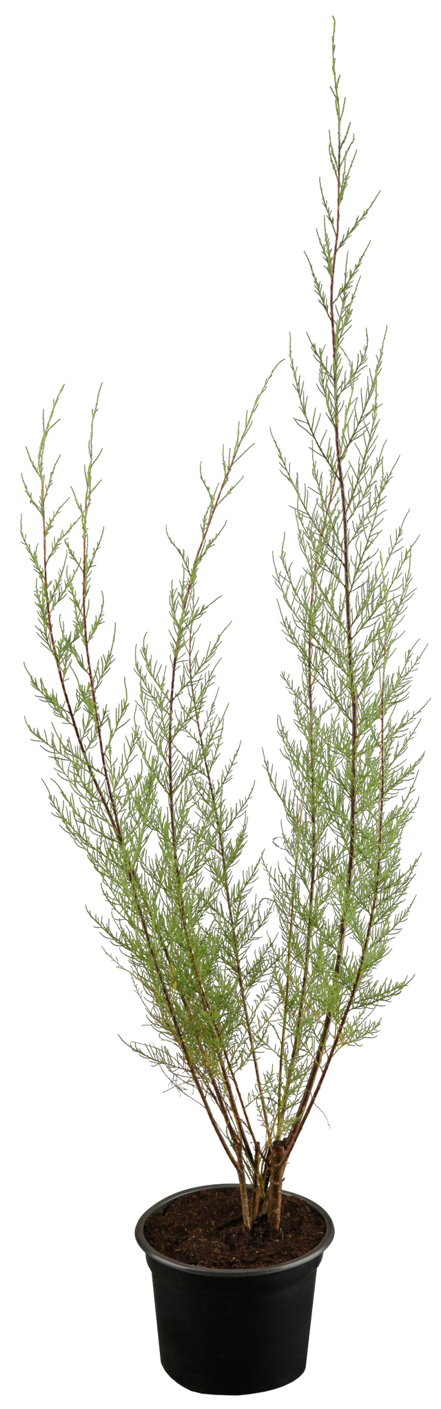 Tamarix tetrandra im Topf, erhältlich von 40-60 bis 60-100 cm; Einsatz: ;;ab 13,70 Euro