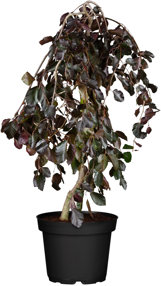 Rotbuche 'Purpurea Pendula' im Topf, erhältlich als: Hochstamm; Einsatz: Gärtenwinterhart;;günstig mit Qualität