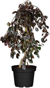 Rotbuche 'Purpurea Pendula' im Topf, erhältlich als: Hochstamm; Einsatz: Gärtenwinterhart;;günstig mit Qualität