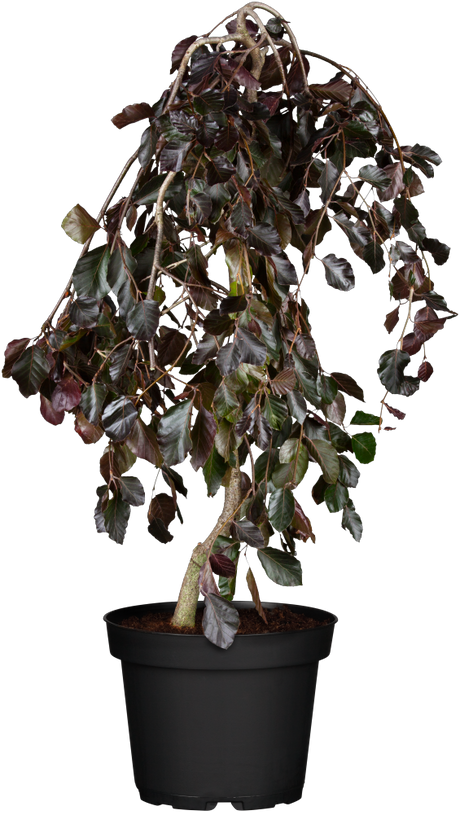 Rotbuche 'Purpurea Pendula'; hier im Topf; langlebig; Einsatzmöglichkeit z.B. : Alleen; erhältlich mit Stammumfang von 12-14 bis 20-25 cm;;günstig mit Qualität