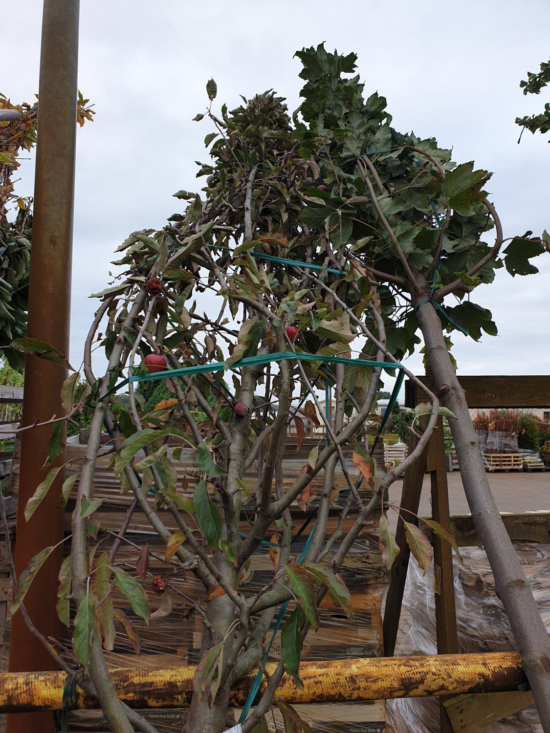 Malus 'Piros' (Apfel 'Piros' -S- früh)