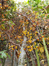 Toringo-Apfel; vorbereitet für Versand; winterhart; Einsatzmöglichkeit z.B. : Parks; erhältlich von 60-100 bis 450-650 cm;;hier kaufen