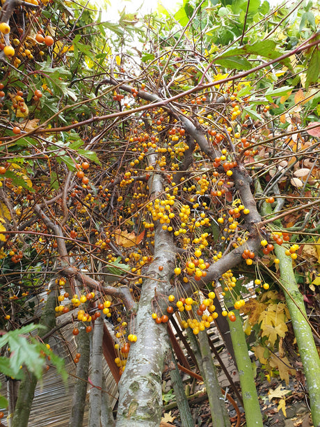 Toringo-Apfel; vorbereitet für Versand; winterhart; Einsatzmöglichkeit z.B. : Parks; erhältlich von 60-100 bis 450-650 cm;;hier kaufen
