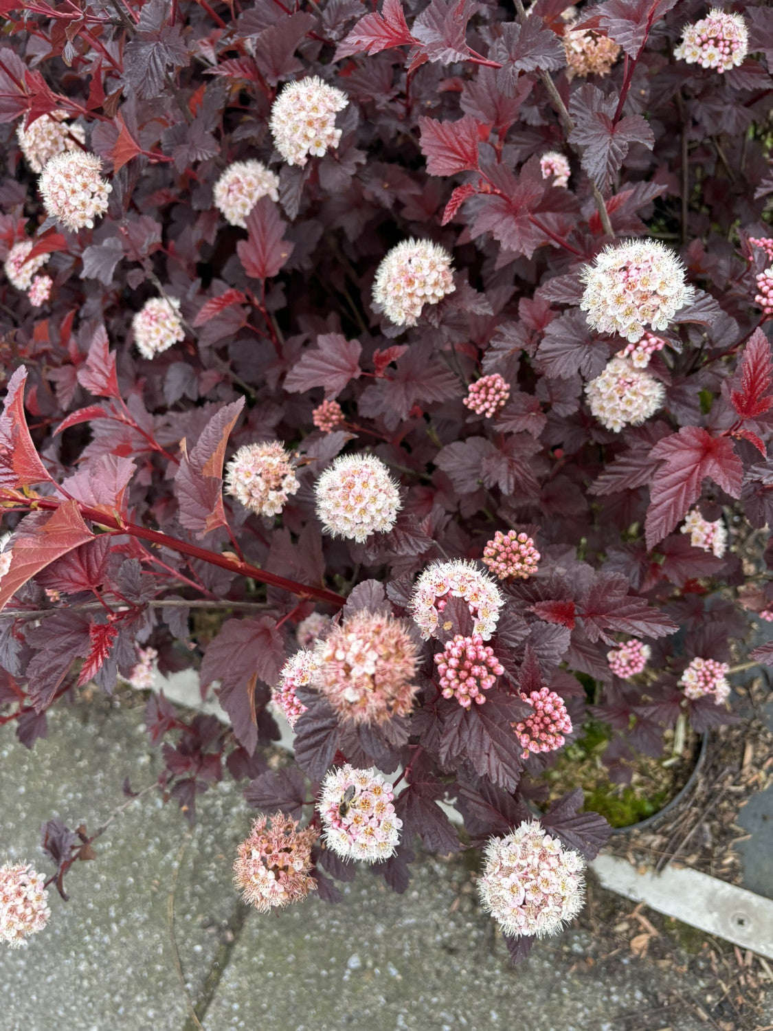 Physocarpus opulifolius 'Summer Wine' mit Blüte, erhältlich von 40-60 bis 80-100 cm; Einsatz: ;;ab 22,20 Euro