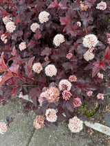 Physocarpus opulifolius 'Summer Wine' mit Blüte, erhältlich von 40-60 bis 80-100 cm; Einsatz: ;;ab 22,20 Euro
