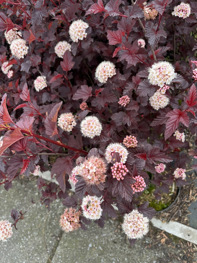 Physocarpus opulifolius 'Summer Wine' mit Blüte, erhältlich von 40-60 bis 80-100 cm; Einsatz: ;;ab 22,20 Euro