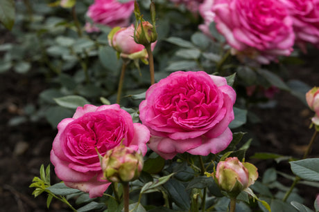 Rosa 'Walzertraum' TH mit Blüte; Einsatz: ;;ab 9,50 Euro