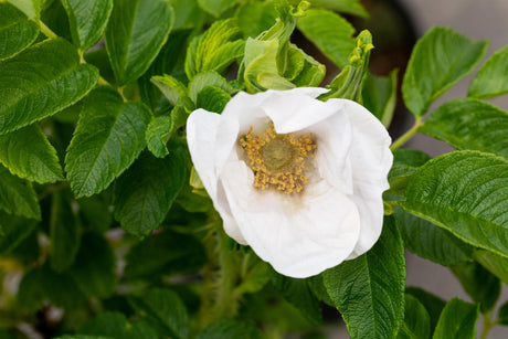 Rosa rugosa alba mit Blüte, erhältlich von 40-70 bis 70-90 cm; Einsatz: ;;ab 3,95 Euro
