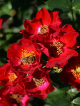 Rosa 'Bassino' BDR; hier mit Blüte; winterhart; Einsatzmöglichkeit z.B. : Bodendecker; verfügbar in 2 Größen und Varianten;;ab 11,10 Euro