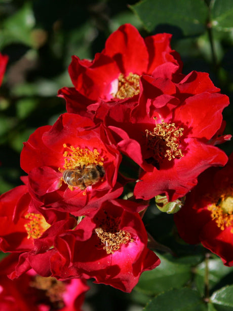 Rosa 'Bassino' BDR mit Blüte; Einsatz: ;;ab 8,10 Euro