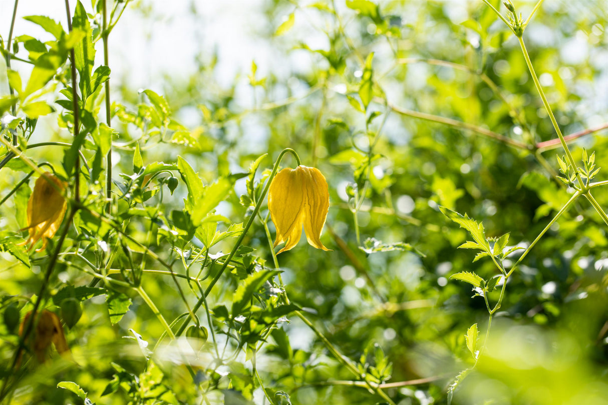 Clematis tangutica lange Blütezeit;;mit zeitnaher Lieferung