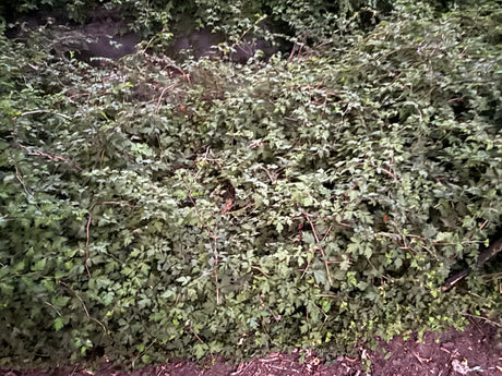 Stephanandra incisa 'Crispa' als Pflanze im Beet, erhältlich von 20-30 bis 30-40 cm; Einsatz: ;;ab 4,35 Euro