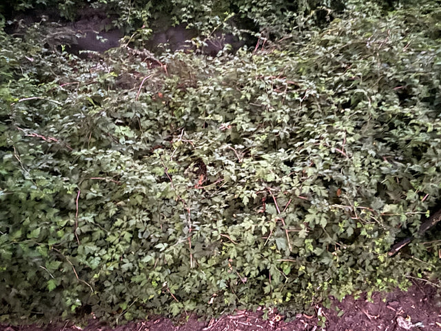 Stephanandra incisa 'Crispa' als Pflanze im Beet, erhältlich von 20-30 bis 30-40 cm; Einsatz: ;;ab 4,35 Euro