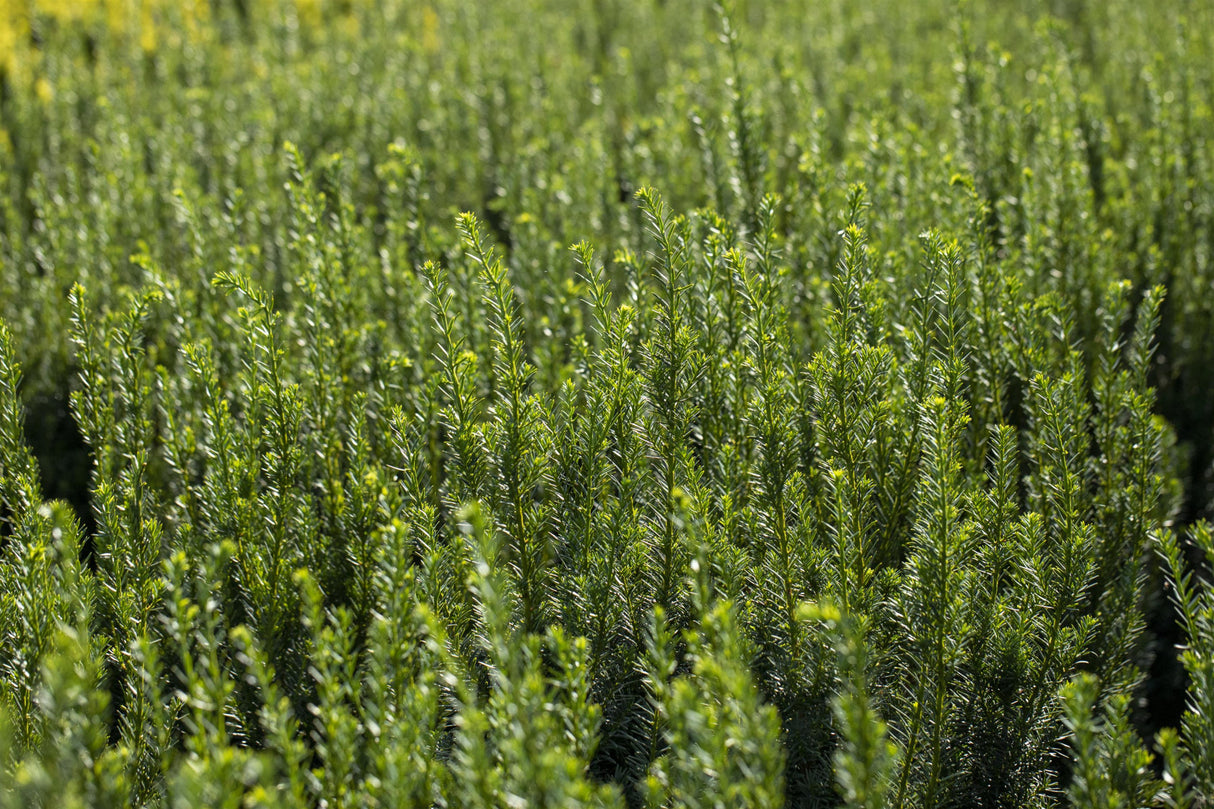 Taxus baccata 'Fastigiata Robusta' mit Sommerbelaubung; Einsatz: ;;ab 39,40 Euro