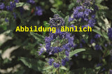 Genaues Foto für Caryopteris clandonensis 'Thetis' folgt; dieses ähnliche Bild dient der Illustration von Bartblume 'Thetis'