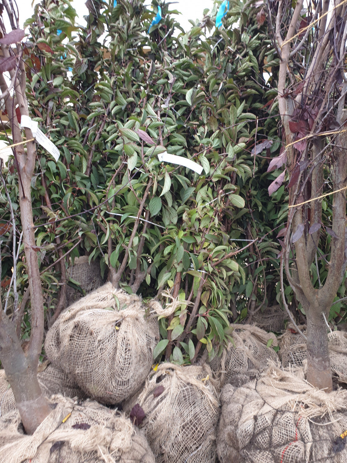 Duft-Winterschneeball; hier als Ballenpflanze; schnittverträglich; Einsatzmöglichkeit z.B. : Gruppenbepflanzung;;mit zeitnaher Lieferung