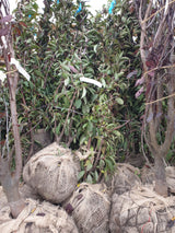 Duft-Winterschneeball; hier als Ballenpflanze; schnittverträglich; Einsatzmöglichkeit z.B. : Gruppenbepflanzung;;mit zeitnaher Lieferung