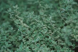 Thymus x citriodorus 'Silver Queen'; aromatisch;;ab 0,00 Euro