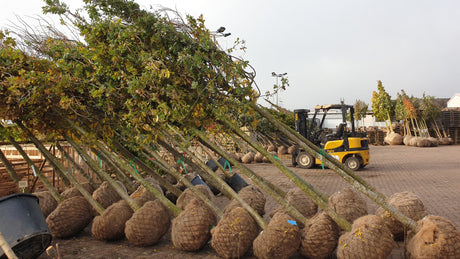 Quercus robur VkG 1; vorbereitet für Versand; natürlich; Einsatzmöglichkeit z.B. : freie Landschaft;;ab 2,72 Euro