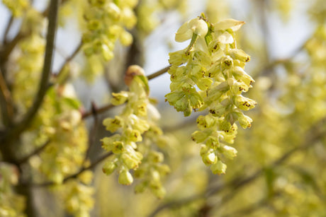 Corylopsis sinensis mit Blüte, erhältlich als: ; Einsatz: gartenpflanzewinterhart;;günstig mit Qualität