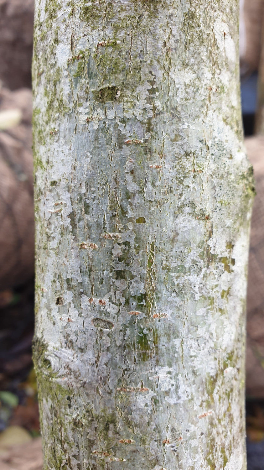 Crataegus persimilis 'Splendens'; Rinde; bienenfreundlich; Einsatzmöglichkeit z.B. : Bienenweide;;mit zeitnaher Lieferung