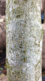 Crataegus persimilis 'Splendens'; Rinde; bienenfreundlich; Einsatzmöglichkeit z.B. : Bienenweide;;mit zeitnaher Lieferung
